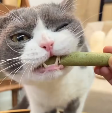 Cat Grass Stick