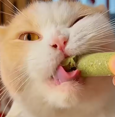 Cat Grass Stick